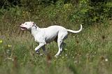 DOGUE ARGENTIN 036